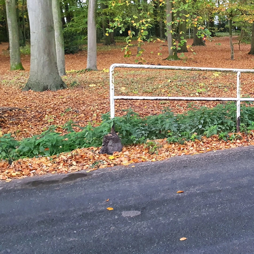 Soeren Helms "Durch falsches Parken muss anderer Verkehr ausweichen und fährt damit unweigerlich die Nebenanlagen und Fußwege kaputt. Für die Reparatur kommen die Steuerzahler und ggf. Anwohner auf - sollte denn etwas repariert werden!"